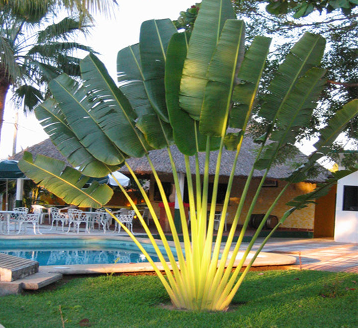 Ravenala madagascariensis "Traveller's Palm"