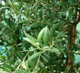 Olive Single Head Bonsai 0.8-1.0m |  شجرة زيتون