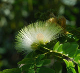 Albizia lebbeck "Lebbek tree or Frywood"