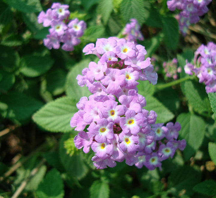 Lantana montevidensis Purple "Trailing lantana"