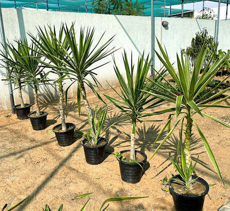 Yucca elephantipes variegata or Variegated Spineless Yucca