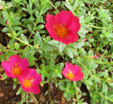 Portulaca Umbraticola | Wingpod purslane| 9cm pot