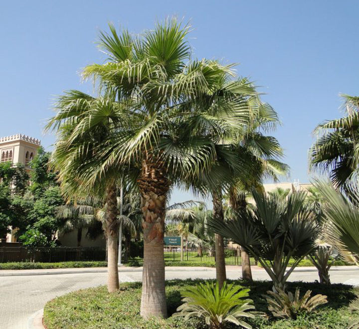 Washingtonia robusta "Mexican Fan Palm"