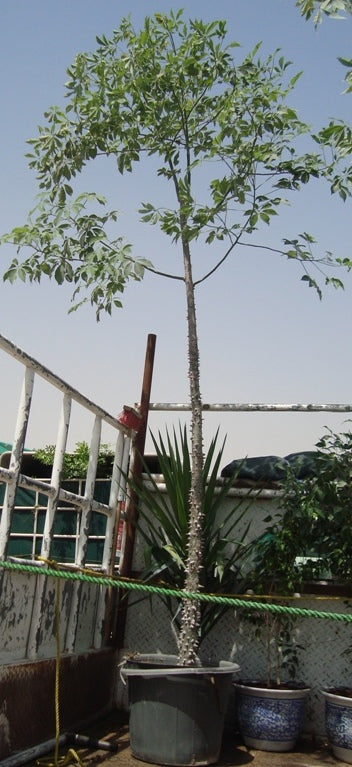 Chorisia speciosa "The silk floss tree"