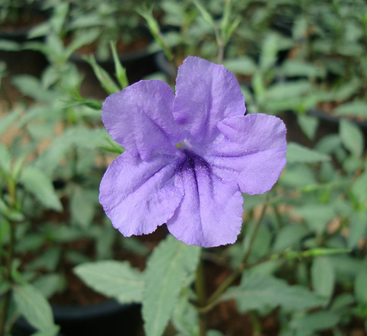 Ruellia Ciliosa "Wild Petunia" 6Ltr Pot