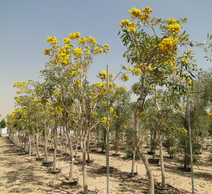 Tabebuia argentea or Golden Bell Tree