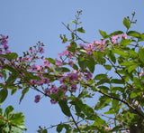 Lagerstroemia loudonii, Salao Flower or Pink Flower Tree 3.5-4.0m