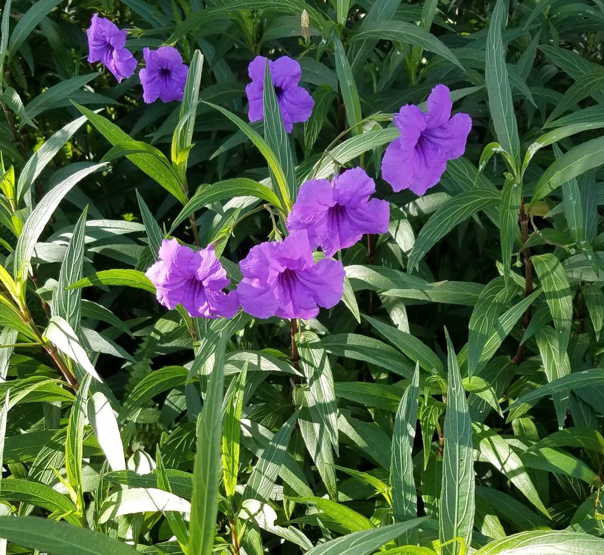 Ruellia Ciliosa "Wild Petunia" 6Ltr Pot