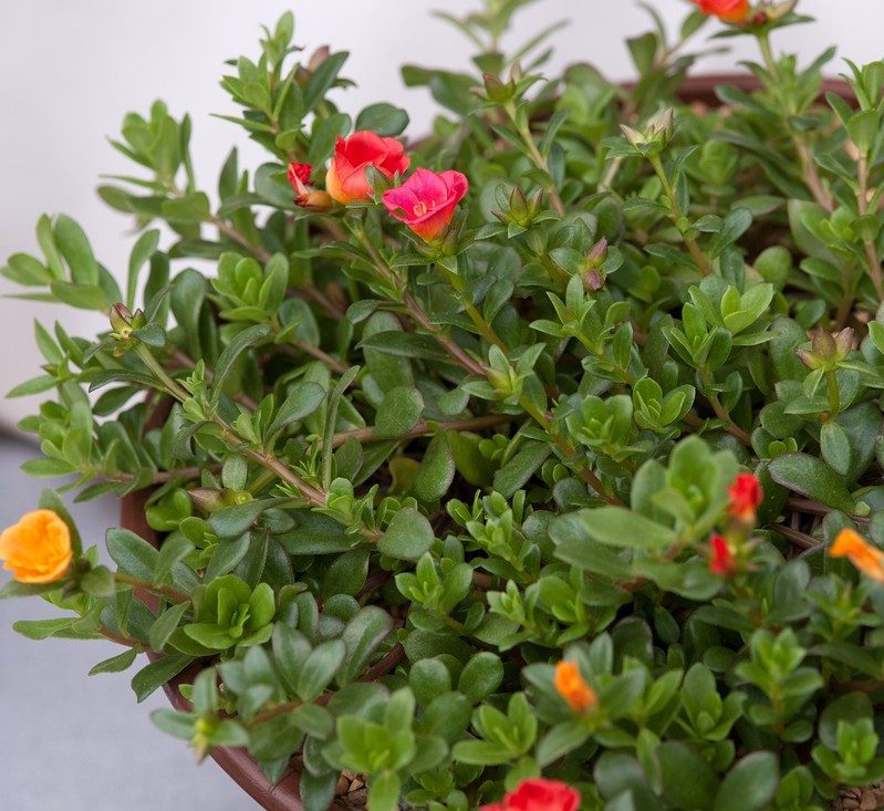 Portulaca Umbraticola | Wingpod purslane| 9cm pot