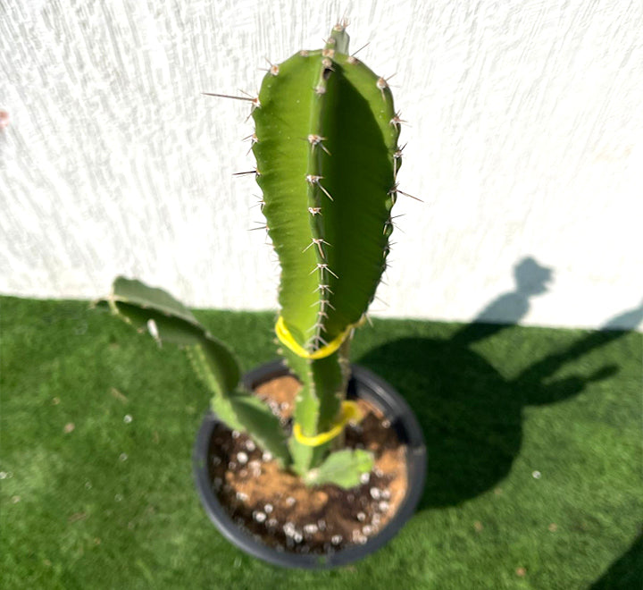 Pachycereus gaumeri or Kanzacam Cactus 0.4-0.6m