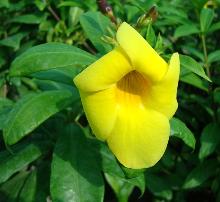 Allamanda cathartica or Golden trumpet 70 - 90cm