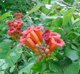 Campsis radicans "Trumpet Vine"