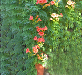 Campsis radicans "Trumpet Vine"