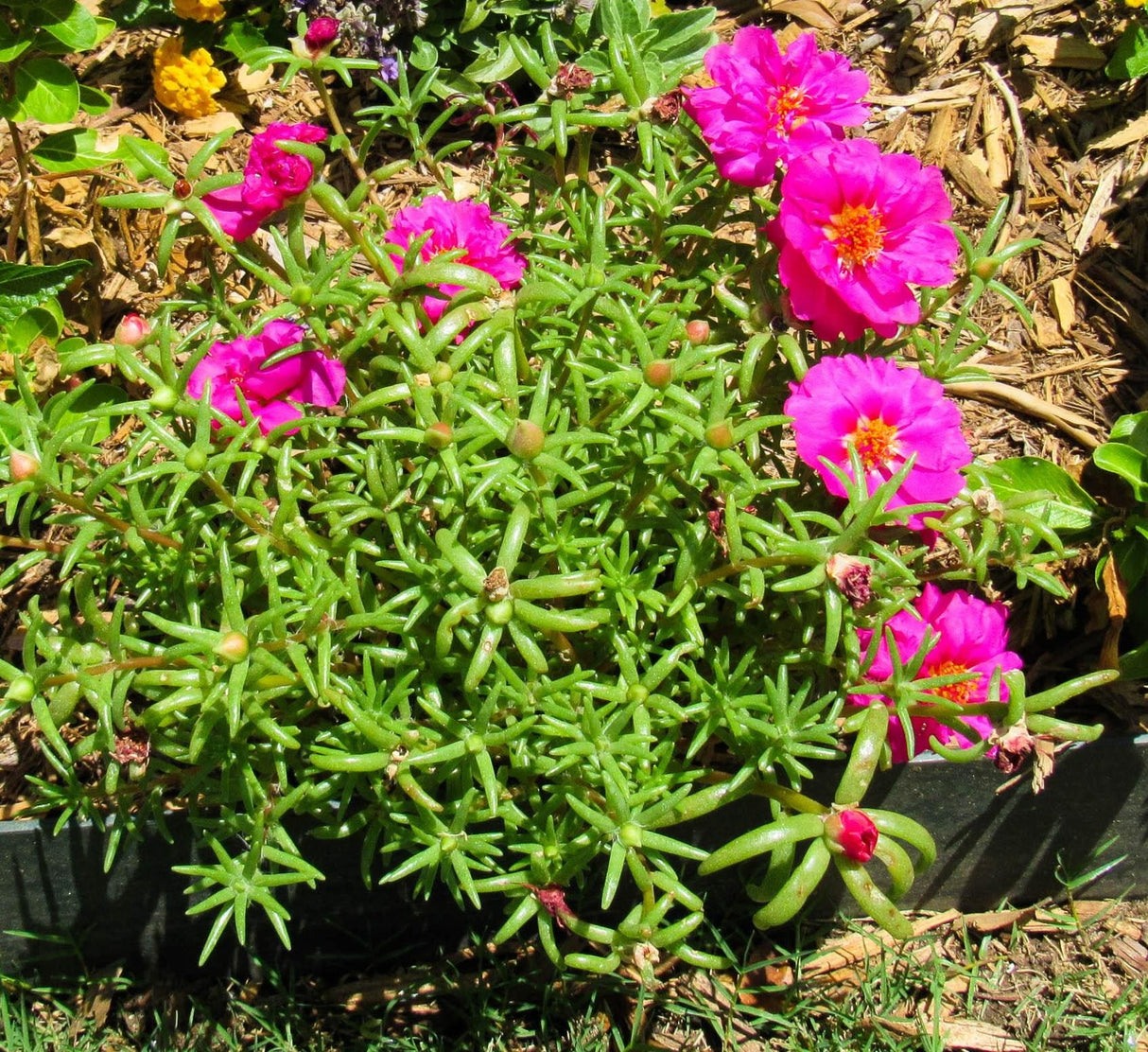 Portulaca grandiflora | Rose Moss | 9cm pot