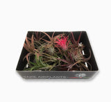 Air Plants Assorted  4-10cm