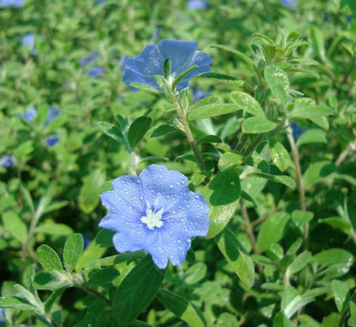 Jacquemontia pentantha "Sky Blue Cluster Vine"