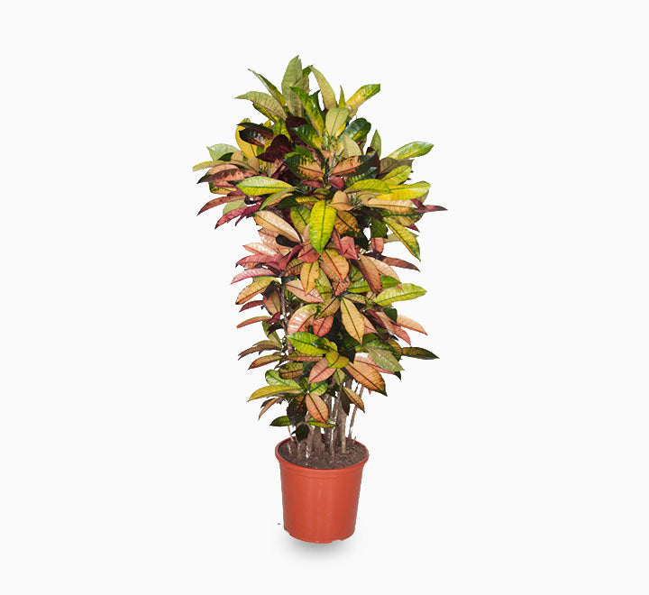 Codiaeum variegatum (Croton),  Mrs Iceton