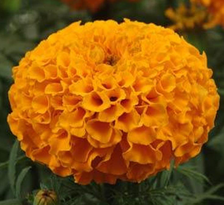 Marigold plant