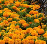 Marigold plant