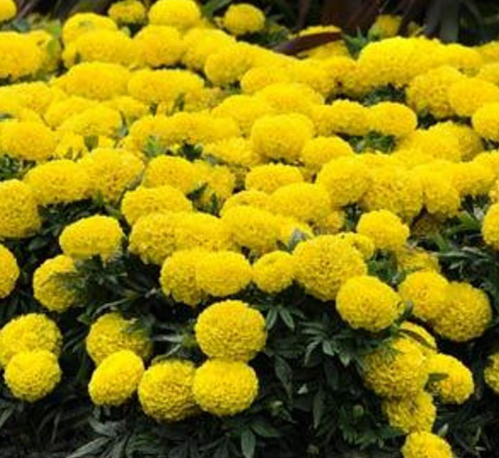 Marigold plant