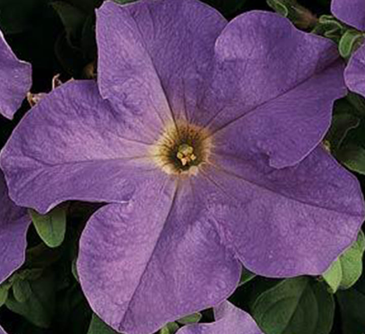 Petunia Mix Flowering Plant "Petunias"