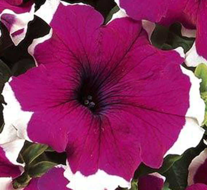 Petunia Mix Flowering Plant "Petunias"