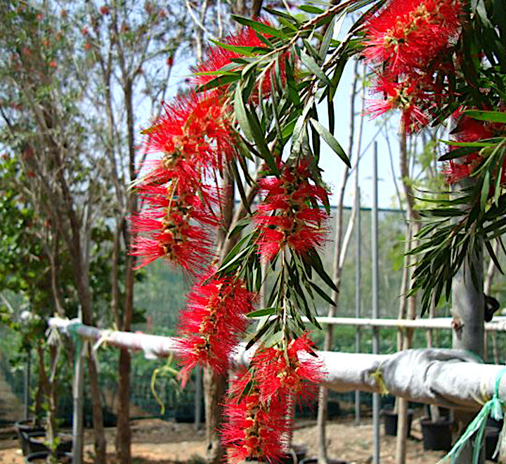 Callistemon viminalis "Bottle Brush Tree"