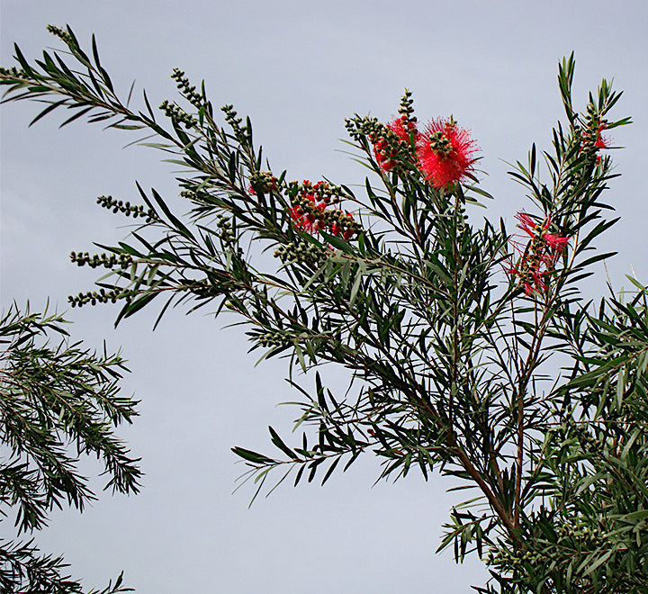 Callistemon viminalis "Bottle Brush Tree"