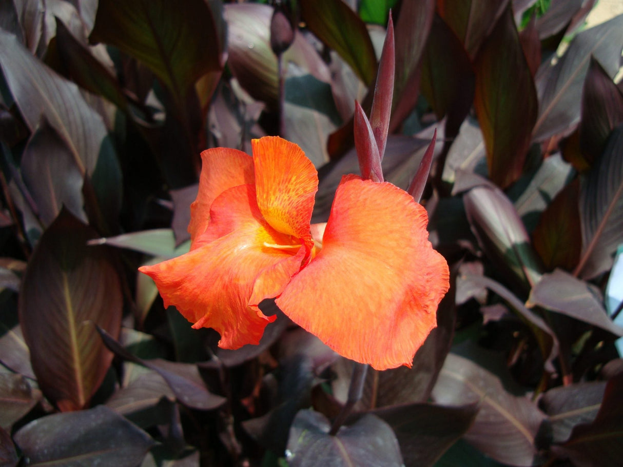 Canna indica 'Purpurea' 30 - 50cm overall height