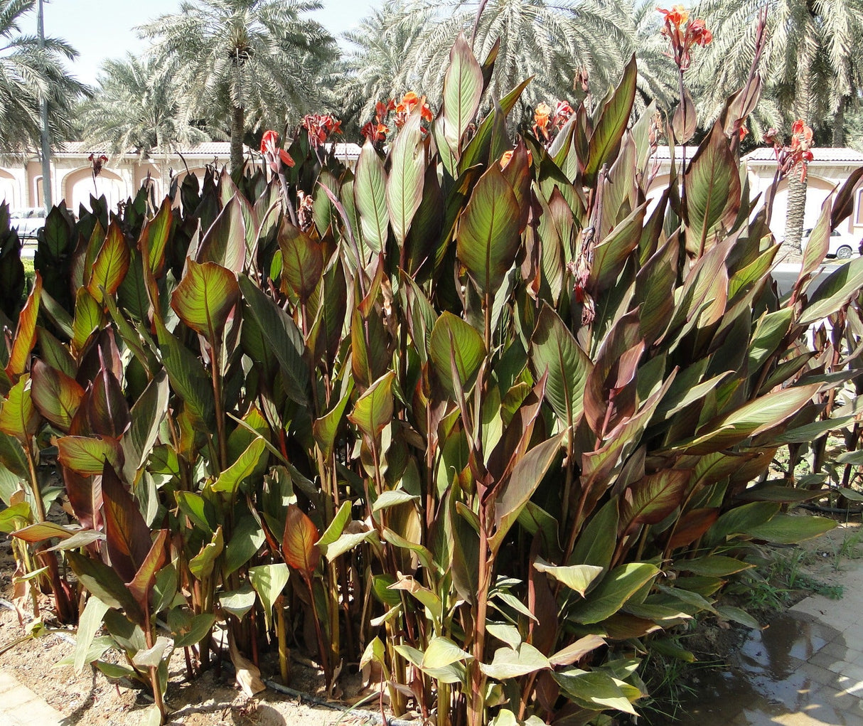 Canna indica 'Purpurea' 30 - 50cm overall height