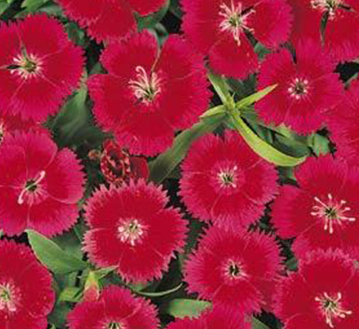 Dianthus Caryophyllus "Carnation or Clove Mix"