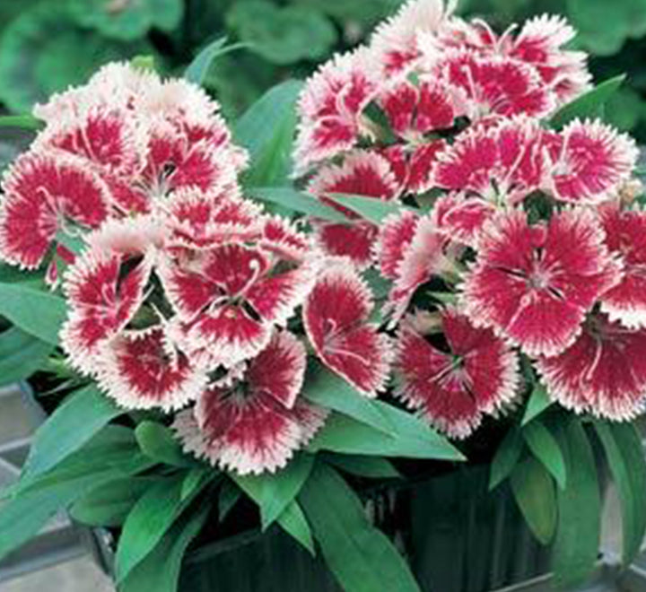 Dianthus Caryophyllus "Carnation or Clove Mix"