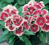 Dianthus Caryophyllus "Carnation or Clove Mix"