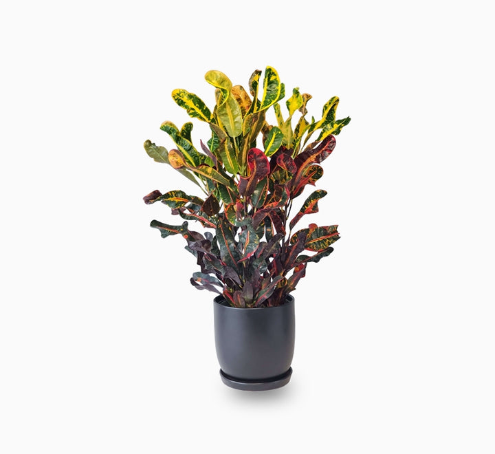 Codiaeum variegatum (Croton outdoor mix)