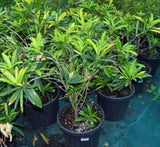 Codiaeum variegatum (Croton outdoor mix)