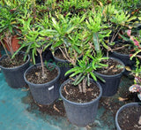 Codiaeum variegatum (Croton outdoor mix)