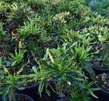 Codiaeum variegatum (Croton outdoor mix)