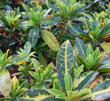 Codiaeum variegatum (Croton outdoor mix)