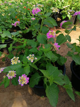 Lantana Camara, Pinkmound, West Indian Lantana 30-40cm