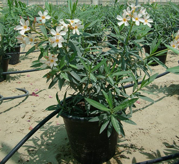 Oleander "Nerium Oleander"