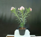 Oleander "Nerium Oleander"