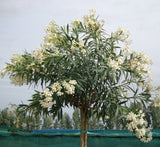 Oleander "Nerium Oleander"