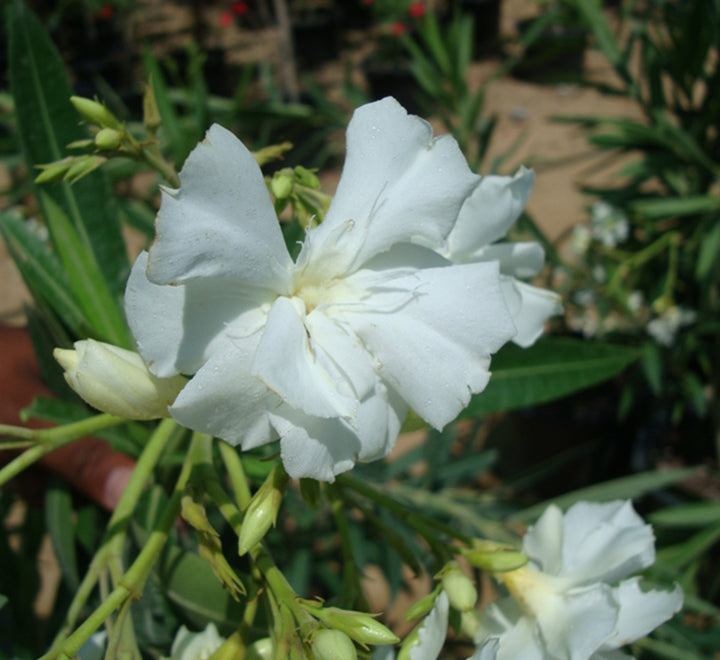 Oleander "Nerium Oleander"