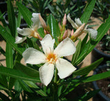 Oleander "Nerium Oleander"