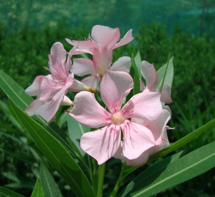 Oleander "Nerium Oleander"