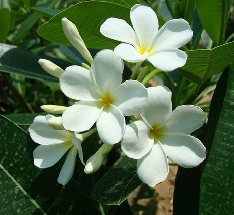 Plumeria Obtusa "Frangipani or The Temple Tree"