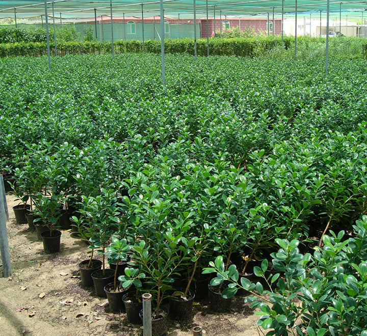 Ficus hawaii "Green Island"