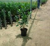 Ficus hawaii "Green Island"