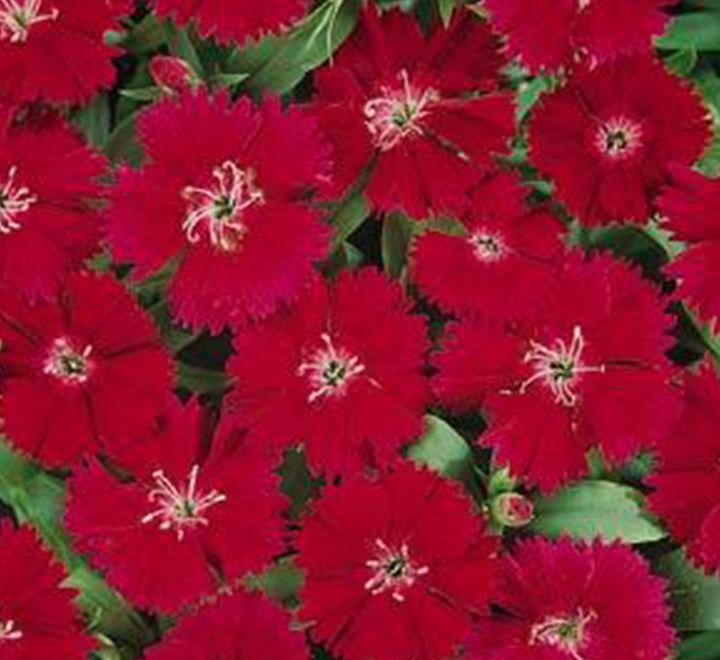 Dianthus Caryophyllus "Carnation or Clove Mix"