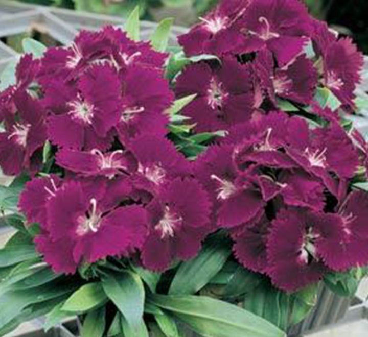 Dianthus Caryophyllus "Carnation or Clove Mix"